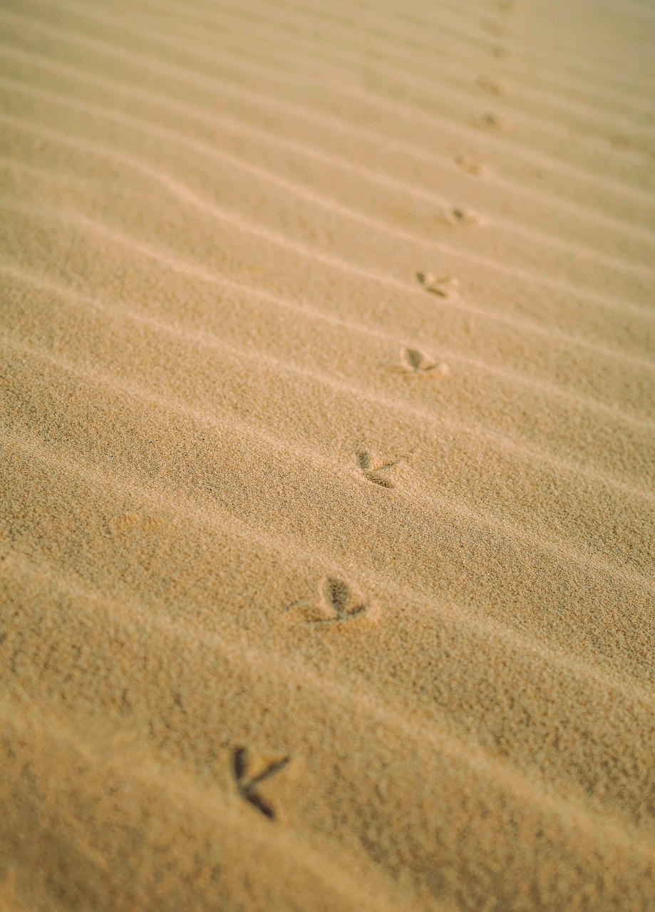 sand, nature, desert, bird footprints, claw prints, footprints