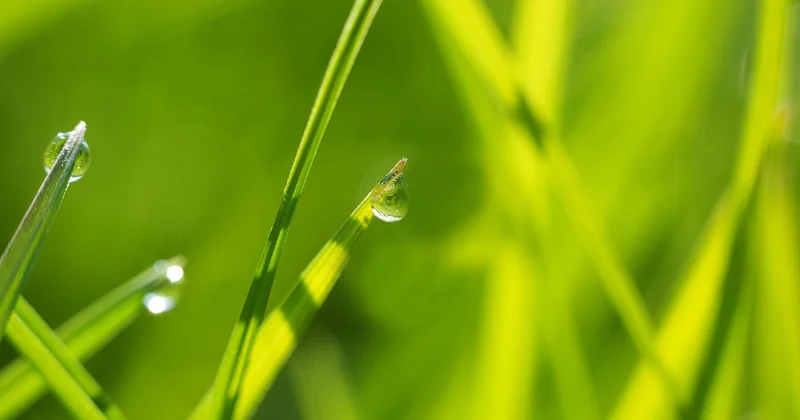 Récupérer l'eau de pluie : pour quoi faire, et à quelles conditions
